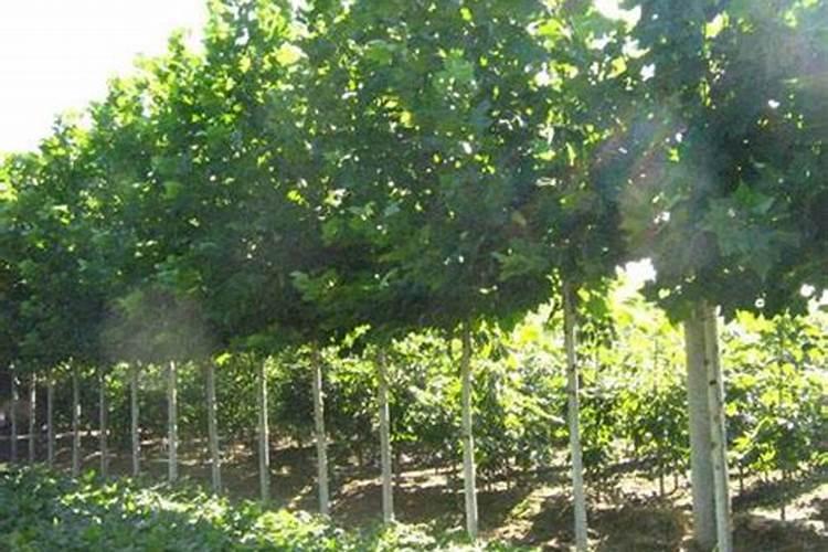 什么叶面肥能使苗木长高？