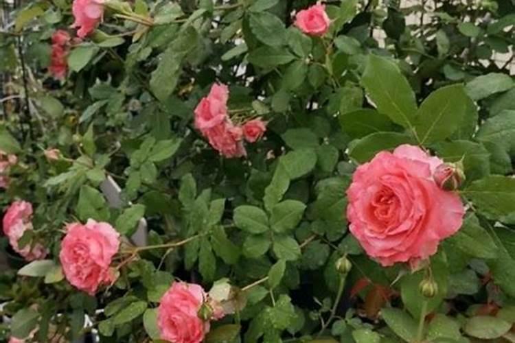 使月季开花施什么肥料