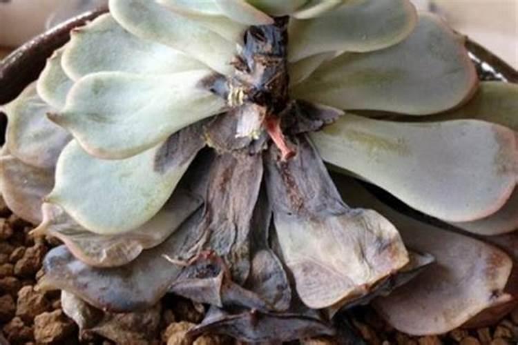 中量元素水溶肥料在水稻育秧中怎样施用？