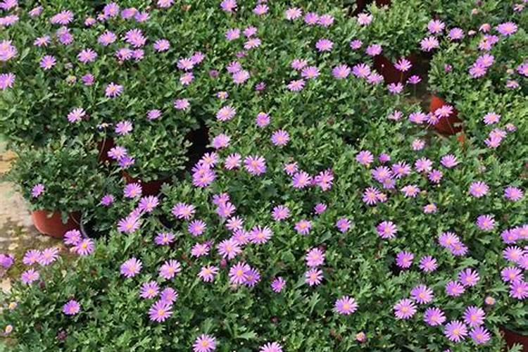 尿素和复合肥草坪哪个好