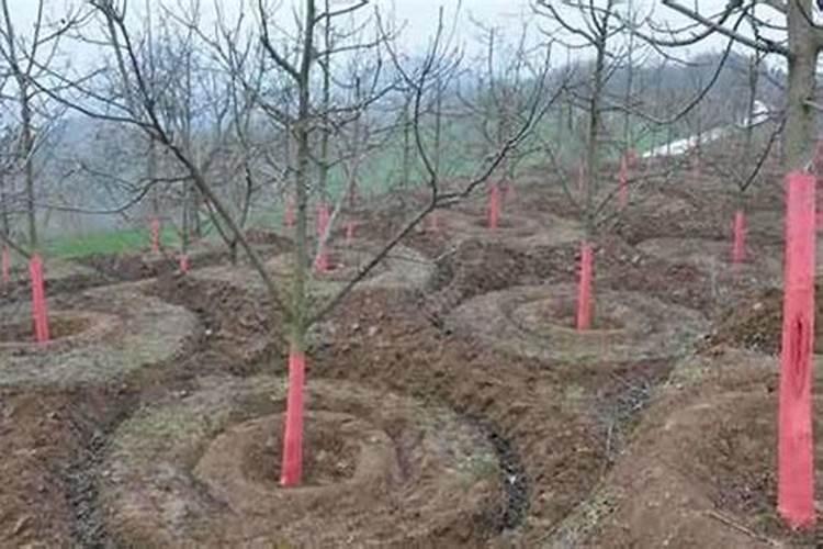 金枝玉叶施什么肥最好