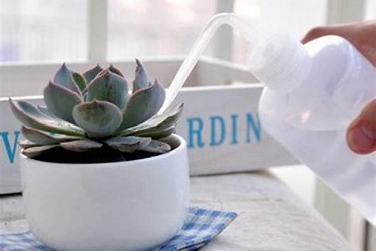 多肉怎么施肥才能更旺盛(如何给多肉施肥料又肥又胖)