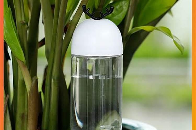 养多肉怎样使用水溶肥