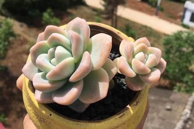 多肉怎么施肥才能更旺盛(如何给多肉施肥料又肥又胖)