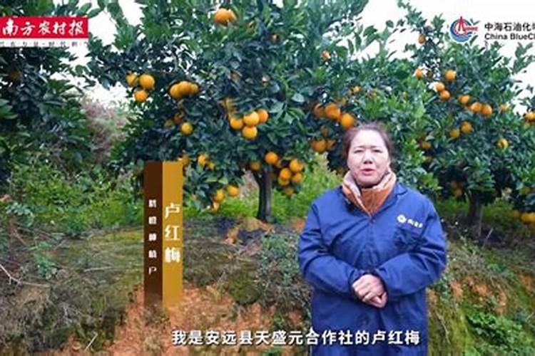 山地脐橙施肥时间及方法 山地脐橙施肥时间和方法