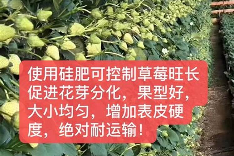 硅肥对草莓喷好还是灌根好