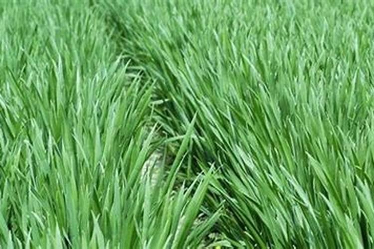 未出土的丹参苗要什么除草剂