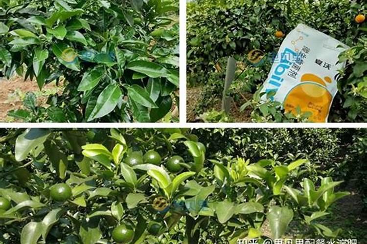 槟榔苗用什么肥长得快,刚种槟榔用哪种肥料