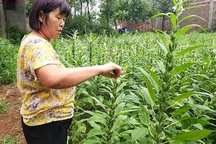 种芝麻用什么肥料 磷肥20～25千克