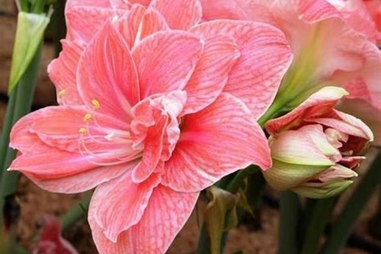 农药喷到桑叶怎么办