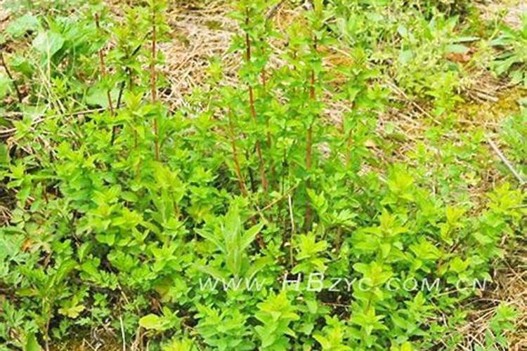 农民种植粮食和种植果树,哪个收益更高？