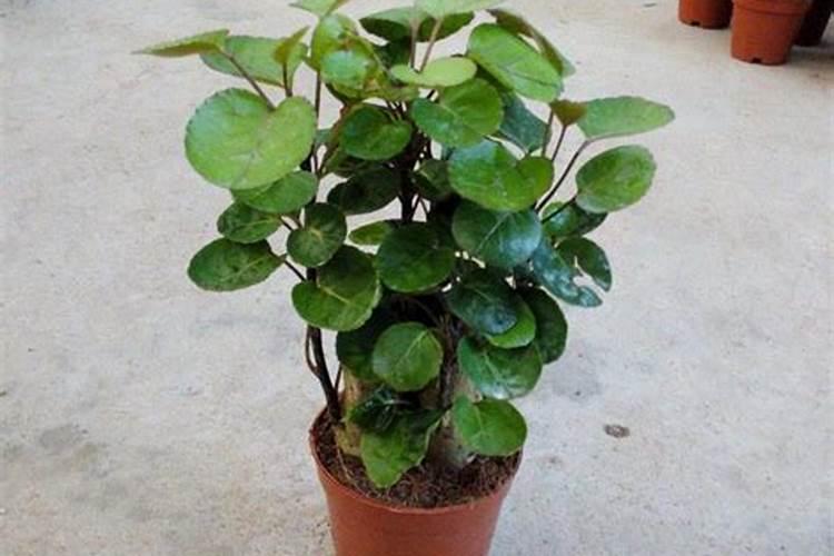 球兰的养殖方法和注意事项