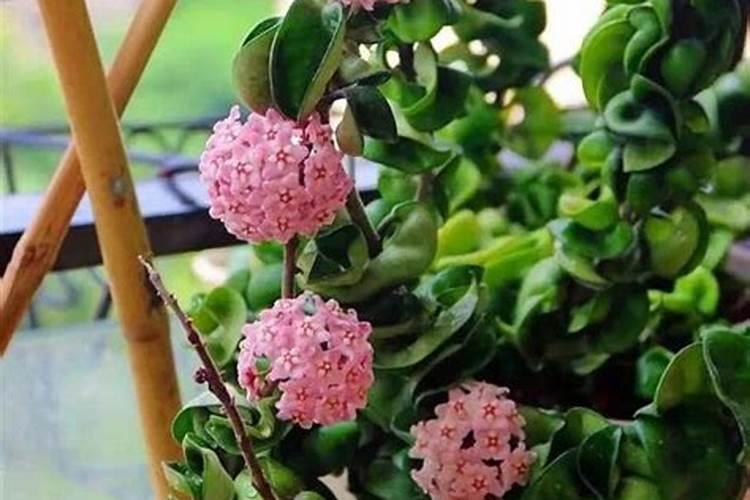 球兰喜肥吗 喜欢施什么肥料