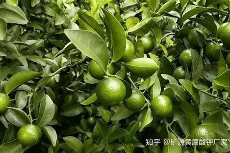 果树什么时候施肥最好 果树何时施肥最好