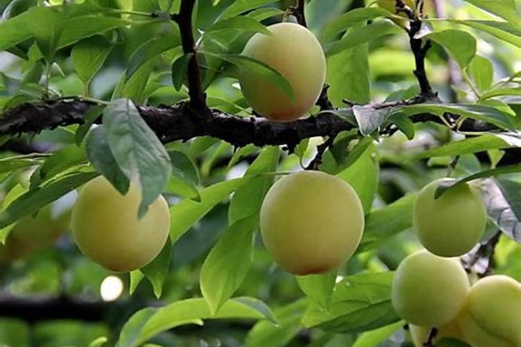 小麦后期喷什么微肥增产增重 死穗怎么防治