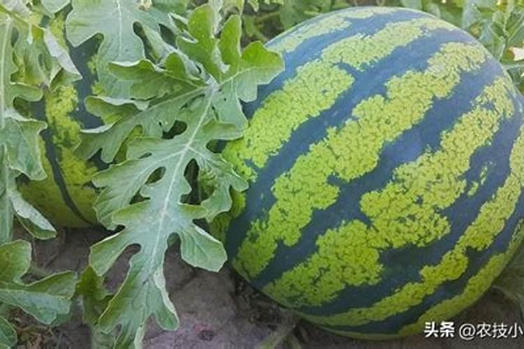 东北红红萝卜的种植方法