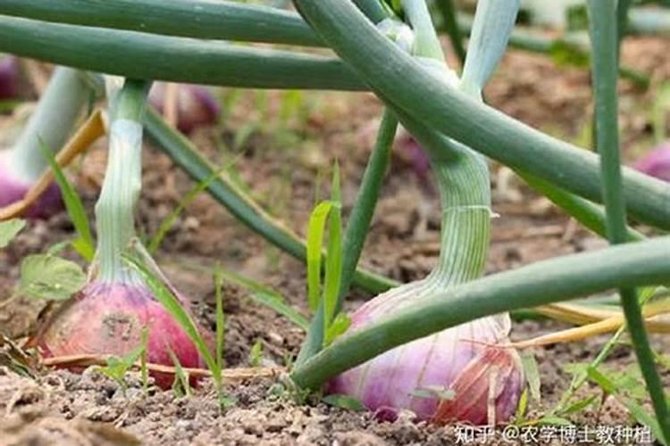 茄秧叶子黄了怎么治