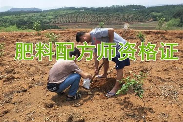 土豆的需肥特征是什么？如何进行科学施肥？