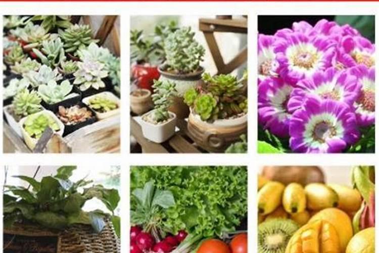 有机肥和土搅拌在一起栽花可以吗