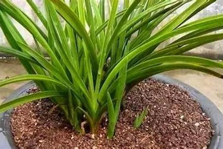 酵母水浇菜的最佳方法