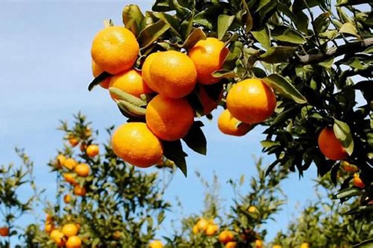 种辣椒用什么肥料比较好