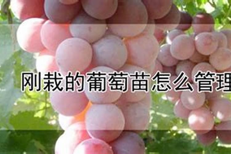 葡萄栽下多久可以施肥葡萄栽种几年可施肥