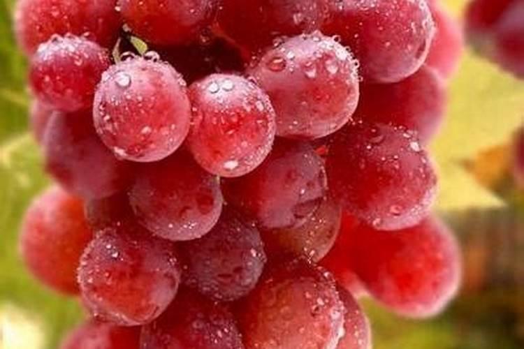 葡萄树主干剪了还能生长吗