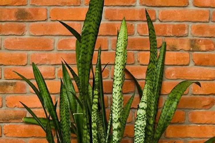 冬季果树施肥的正确方法