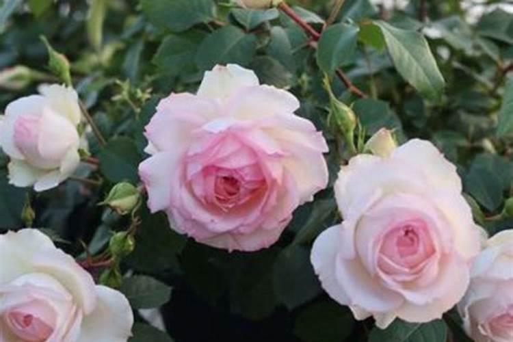 复合肥能与生物菌肥一起使用吗？