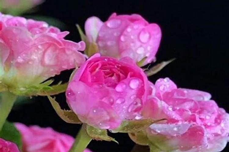 月季夏季施肥时间和方法