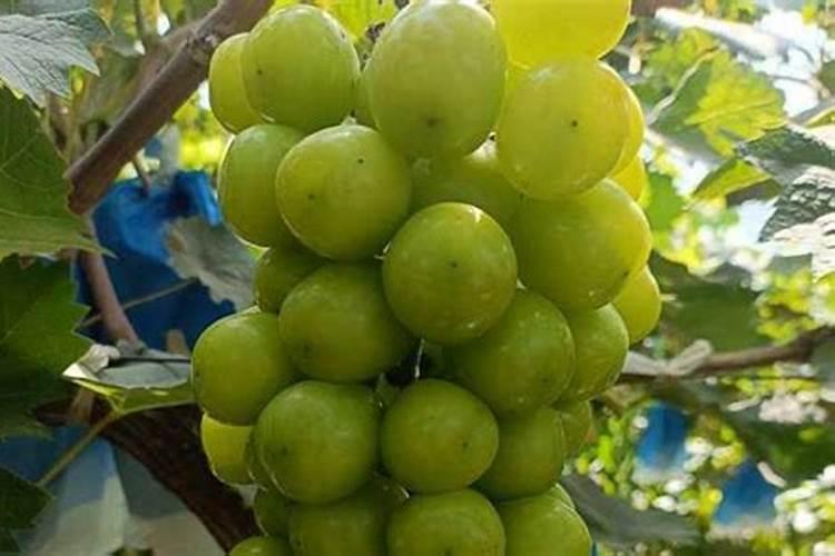 樱桃树水溶肥的使用方法