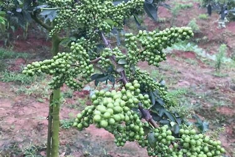 玉米专用复合肥排名