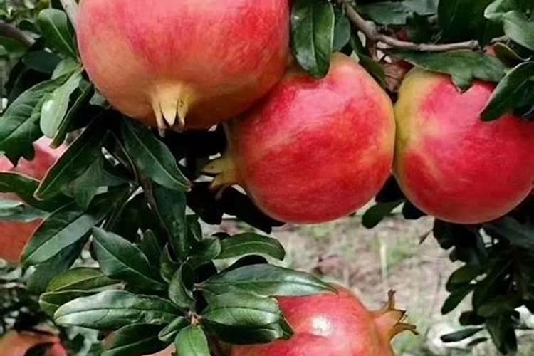 这花生怎么啦,都落叶啦？怎么才能缓解呢？什么情况造成的