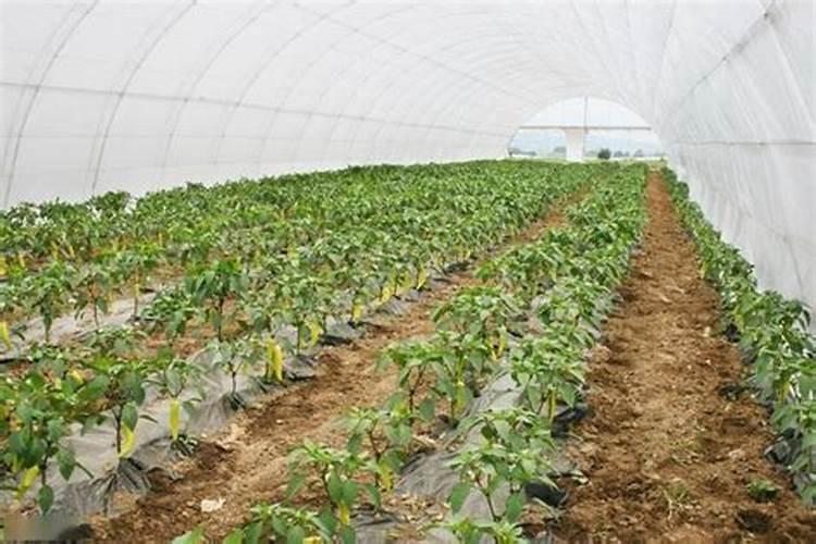 梅花施肥时间和方法