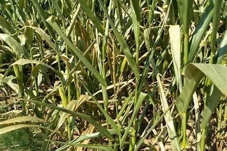 复合肥里的氮元素有几种,那一种对种子更安全。