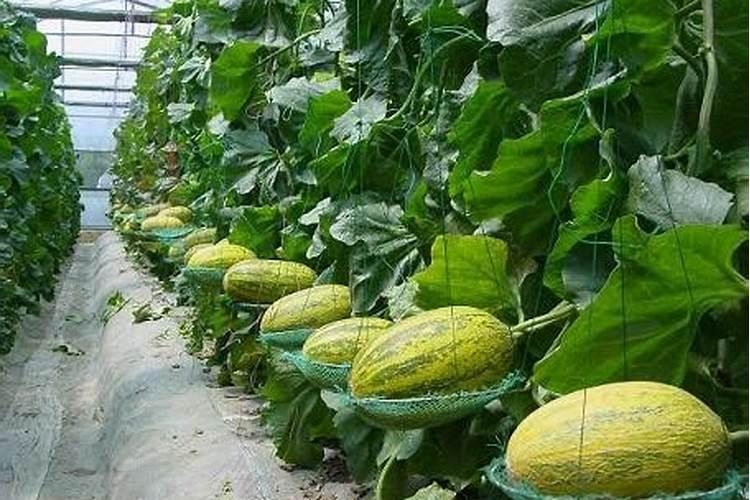 多效唑和芸苔素一起喷