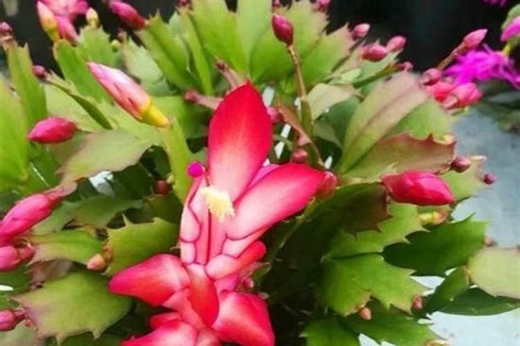 蟹爪兰花苞期如何施肥 蟹爪兰花苞期施肥