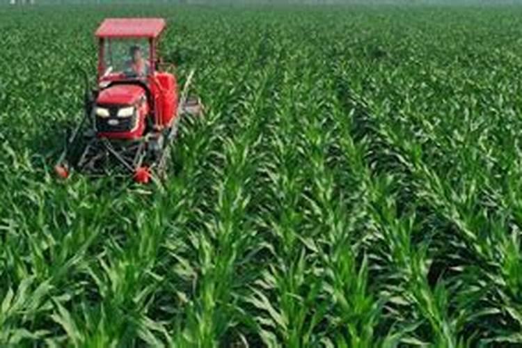 玉米苗黄苗弱喷什么叶面肥好