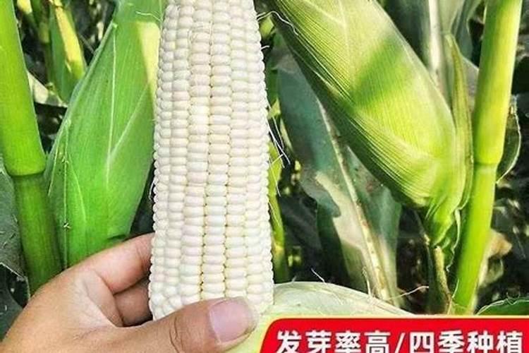 鄂白糯1号<4> 栽培技术要点