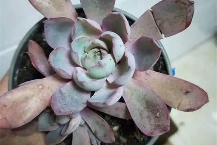 中国有哪些制糖业的上市公司