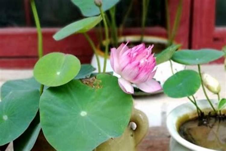 三角梅老桩多久能生根