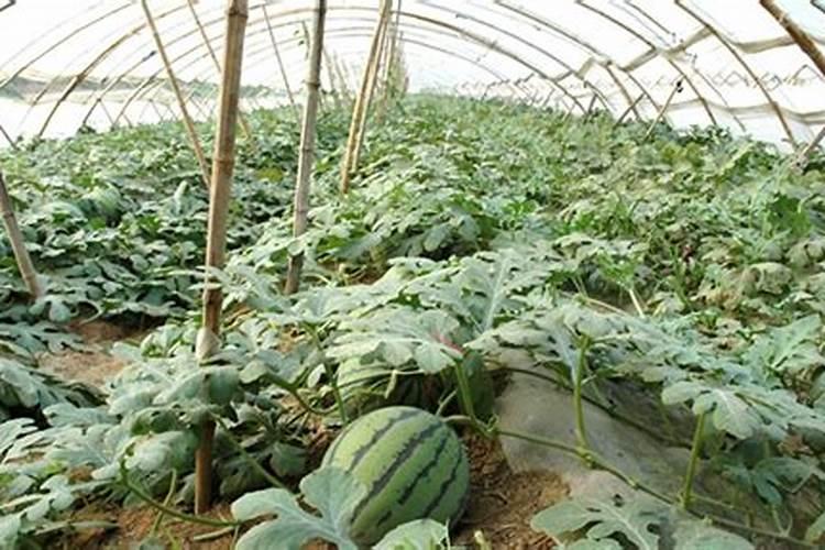 西瓜大棚内如何追肥灌水？