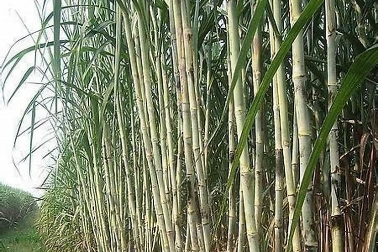 甘蔗多久施一次肥(施肥时间和方法)