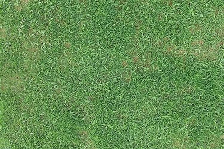 三叶草繁殖管理