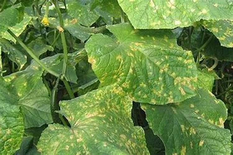 有机硅能和杀菌剂和杀虫剂叶面肥混用吗