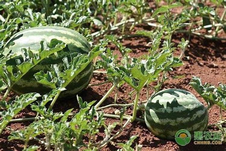 西瓜开花期用什么肥料 还需要满足哪些条件