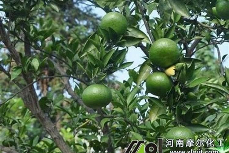 想要“开花爆”,一分钟教你做“磷钾肥料”