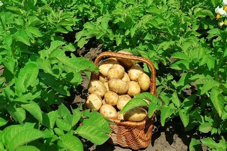 果园雨后撒施复合肥后多久喷矿源黄腐酸钾合适？