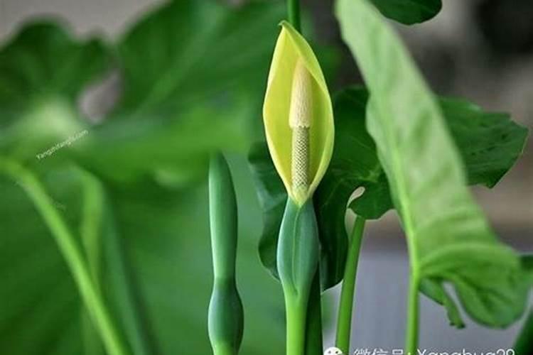 盐业股票有哪些