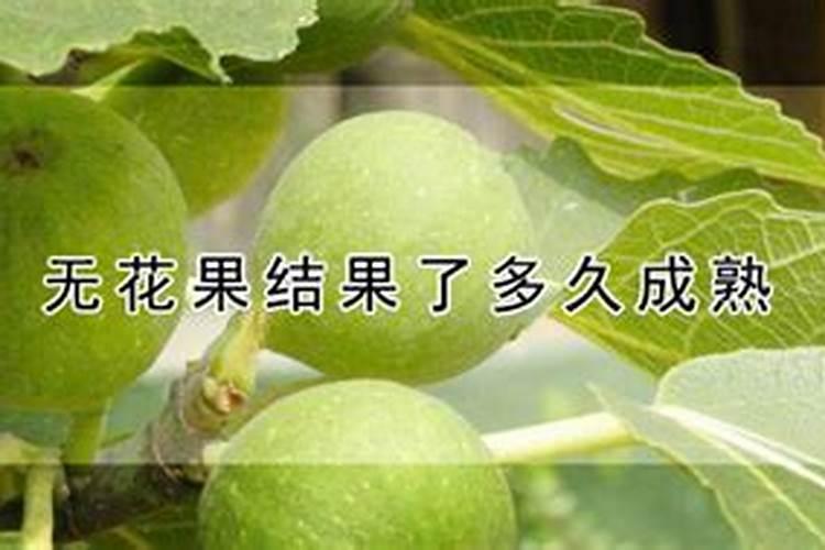 无花果树养殖方法